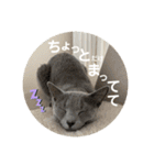 3匹の猫のスタンプ（個別スタンプ：9）