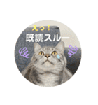 3匹の猫のスタンプ（個別スタンプ：10）