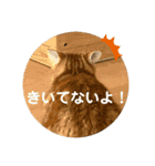 3匹の猫のスタンプ（個別スタンプ：11）