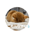 3匹の猫のスタンプ（個別スタンプ：12）