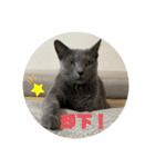 3匹の猫のスタンプ（個別スタンプ：13）