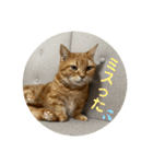 3匹の猫のスタンプ（個別スタンプ：14）