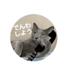 3匹の猫のスタンプ（個別スタンプ：15）