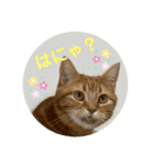 3匹の猫のスタンプ（個別スタンプ：16）