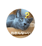 3匹の猫のスタンプ（個別スタンプ：17）