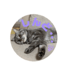 3匹の猫のスタンプ（個別スタンプ：18）