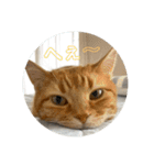 3匹の猫のスタンプ（個別スタンプ：19）