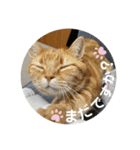 3匹の猫のスタンプ（個別スタンプ：20）