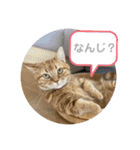 3匹の猫のスタンプ（個別スタンプ：21）