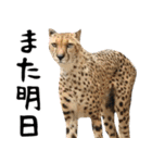 飛び出す！ミーアキャットと動物の仲間たち（個別スタンプ：24）