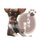 Uka＆Towa（個別スタンプ：28）