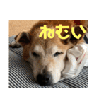 小夢くんスタンプ4(18)（個別スタンプ：6）