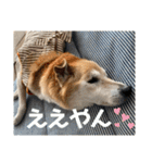 小夢くんスタンプ4(18)（個別スタンプ：21）