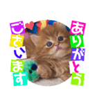 ねこまーち プリンスダイヤモンド（個別スタンプ：1）