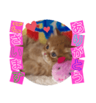 ねこまーち プリンセスクリスタル（個別スタンプ：1）