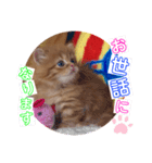 ねこまーち プリンセスクリスタル（個別スタンプ：2）