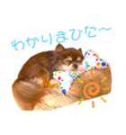 チョコちゃんスタンプ♡*(日常系)（個別スタンプ：7）