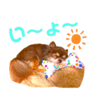 チョコちゃんスタンプ♡*(日常系)（個別スタンプ：8）
