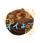 チョコちゃんスタンプ♡*(日常系)（個別スタンプ：10）
