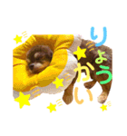 チョコちゃんスタンプ♡*(日常系)（個別スタンプ：13）