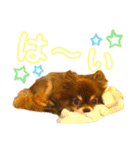 チョコちゃんスタンプ♡*(日常系)（個別スタンプ：16）