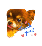 チョコちゃんスタンプ♡*(日常系)（個別スタンプ：26）