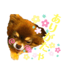 チョコちゃんスタンプ♡*(日常系)（個別スタンプ：28）