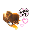 チョコちゃんスタンプ♡*(日常系)（個別スタンプ：35）