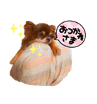 チョコちゃんスタンプ♡*(日常系)（個別スタンプ：36）