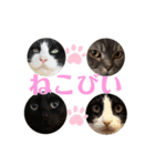 ねこびい！（個別スタンプ：1）