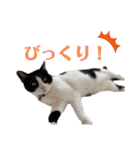 ねこびい！（個別スタンプ：9）