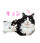 ねこびい！（個別スタンプ：10）