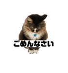 マイキーG3スタンプ（個別スタンプ：20）