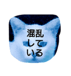 猫のほのぼの日曜日（個別スタンプ：16）