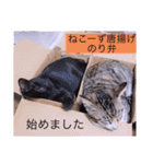 ガッシーねこーず面白スタンプ（個別スタンプ：8）