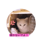 ガッシーねこーず面白スタンプ（個別スタンプ：25）