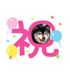 黒柴ハナ♡（個別スタンプ：3）