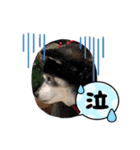 黒柴ハナ♡（個別スタンプ：6）