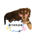 ロンメルandパピ–ルナ❤︎（個別スタンプ：12）