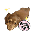 ロンメルandパピ–ルナ❤︎（個別スタンプ：14）