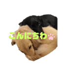 ロンメルandパピ–ルナ❤︎（個別スタンプ：24）