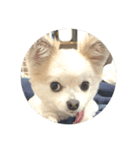 チワワのコハク（個別スタンプ：1）
