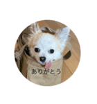 チワワのコハク（個別スタンプ：7）