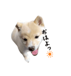 こむぎのいる生活2（個別スタンプ：1）