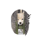 こむぎのいる生活2（個別スタンプ：2）