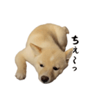 こむぎのいる生活2（個別スタンプ：6）