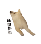 こむぎのいる生活2（個別スタンプ：8）