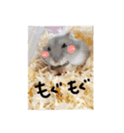 わたしのハムスター集（個別スタンプ：1）