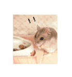 わたしのハムスター集（個別スタンプ：2）