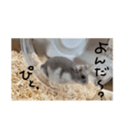 わたしのハムスター集（個別スタンプ：3）